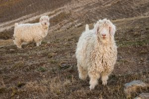 Angora geiten | Mohair